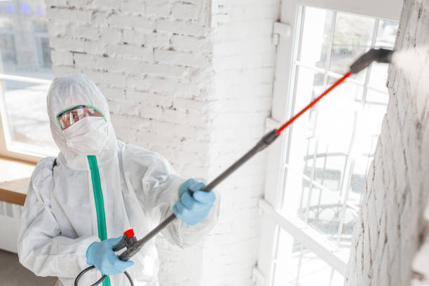 Best Mold Odor Removal Services  in Alexandria, IN