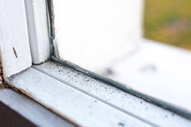 Best Attic Mold Removal  in Alexandria, IN