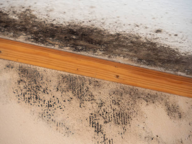Best Post-Construction Mold Inspection  in Alexandria, IN