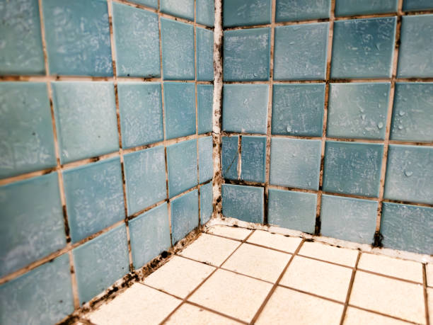 Best Mold Prevention Services  in Alexandria, IN