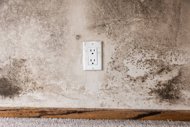 Best Post-Remediation Verification Testing  in Alexandria, IN