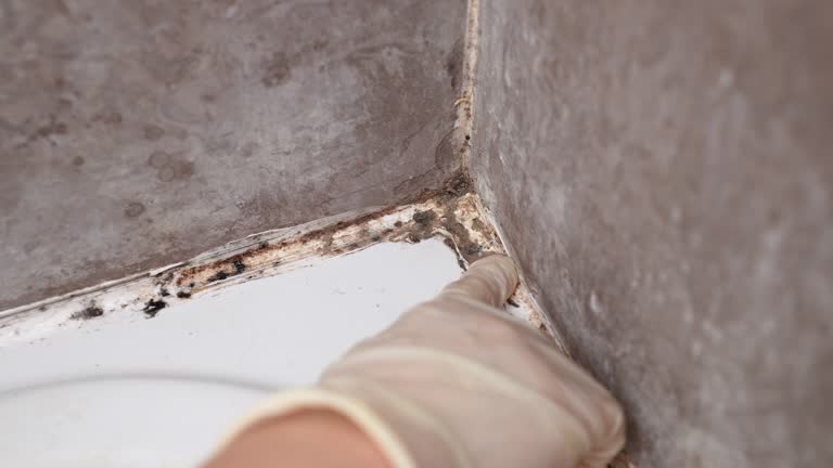 Best Mold Damage Restoration  in Alexandria, IN